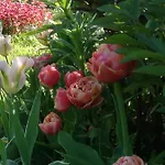 Apartment Matrix Garden