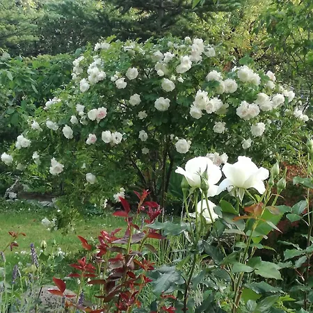 Apartman Matrix Garden Tallinn