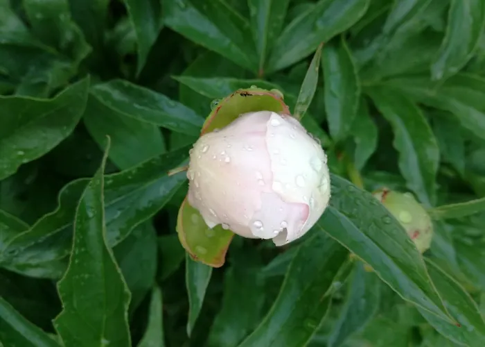 Apartament Matrix Garden *