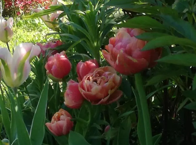 Apartment Matrix Garden Apartments